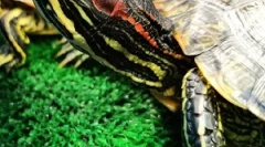 Câți ani trăiesc broaștele de țestoase la domiciliu